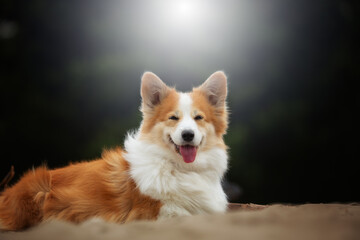 A Welsh Corgi Pembroke dog sits and looks straight ahead