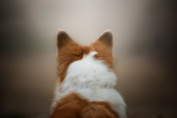 Welsh Corgi Pembroke dog sitting in the sand and looking into the distance