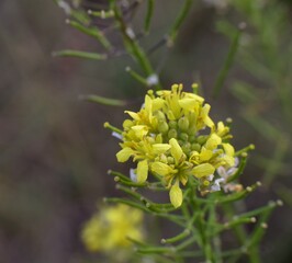 Small yellow flowers of Descurainia sophia plant.