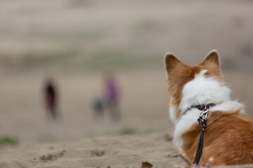 The dog is waiting on a leash for the owners until they return