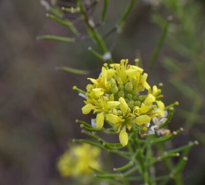 Small yellow flowers of Descurainia sophia plant.