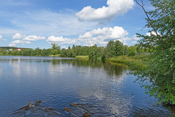 Summer view of a small pond with ducks frolicking on the water.
