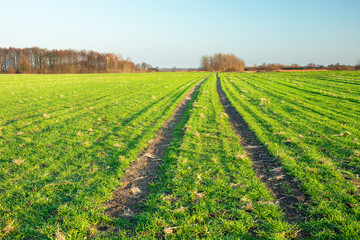 Green farmland with wheel tracks, forest to the horizon and cloudless sky