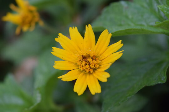 imagen fotográfica de alta calidad mostrando flor amarilla