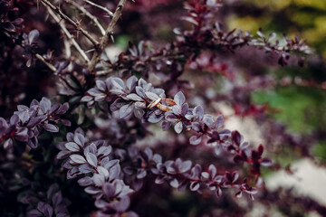 wedding rings, wedding rings and bouquet in one composition, ring box, wedding day, close-up