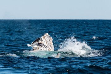  Rare white Southern Right Whale calf ,Eubalaena australis, breaching, Nuevo Gulf, Valdes...