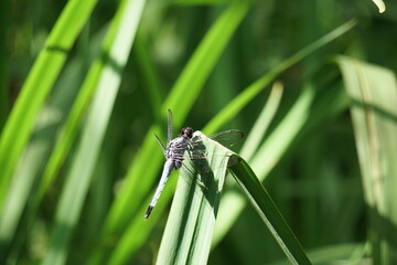 オオシオカラトンボ