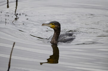 Grand Cormoran (Phalacrocorax carbo)