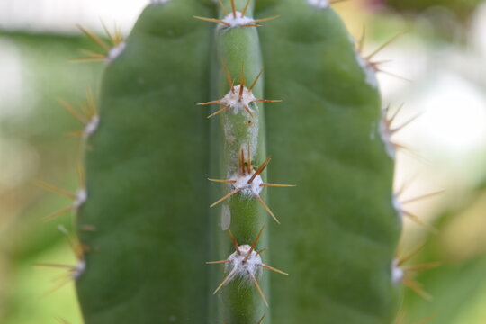 imagen fotográfica de alta calidad mostrando las espinas del cactus