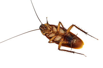 cockroach on white background