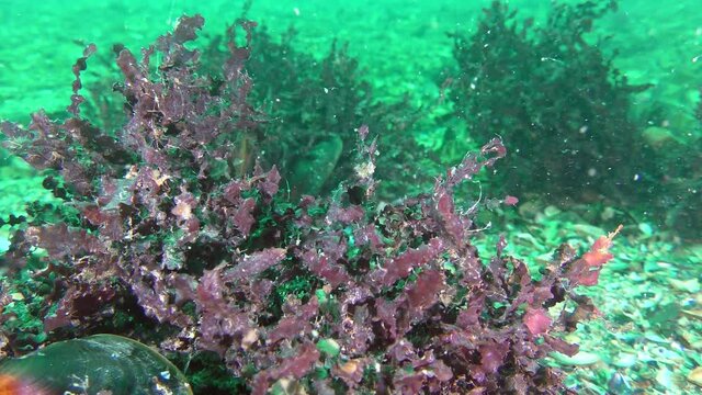 Red algae phyllophora (Phyllophora crispa) on the sea floor, close-up.
