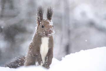 雪の日のエゾリス
