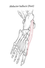 Abductor hallucis muscle foot.