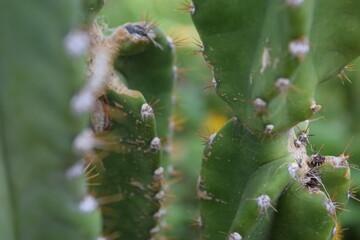 imagen fotográfica de alta calidad mostrando las espinas del cactus