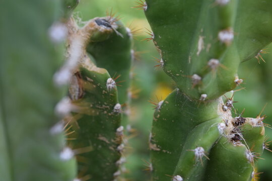 imagen fotogr&aacute;fica de alta calidad mostrando las espinas del cactus