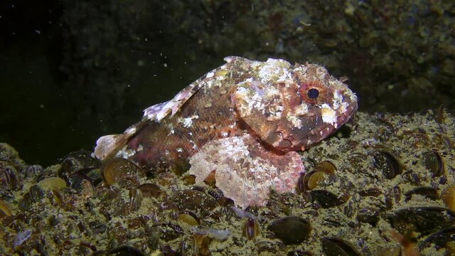 Black scorpionfish (Scorpaena porcus) on a stone covered with mussels.