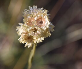 Helichrysum stoechas plant with seeds after flowering.