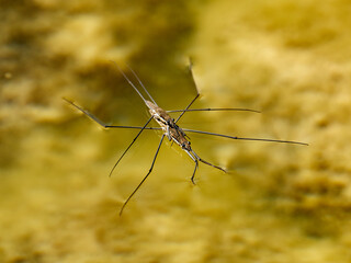 Aquarius najas, in a pond in the river Cazuma, near Bicorp, Spain