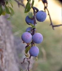 Sloes, mature fruit of Prunus spinosa.