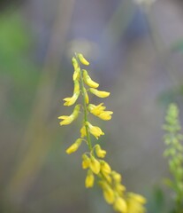 Melilotus officinalis plant in yellow bloom.