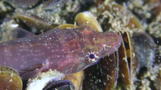 Funny fish Connemarra clingfish (Lepadogaster candolii) on a stone overgrown with mussels, turns its eyes, close-up.