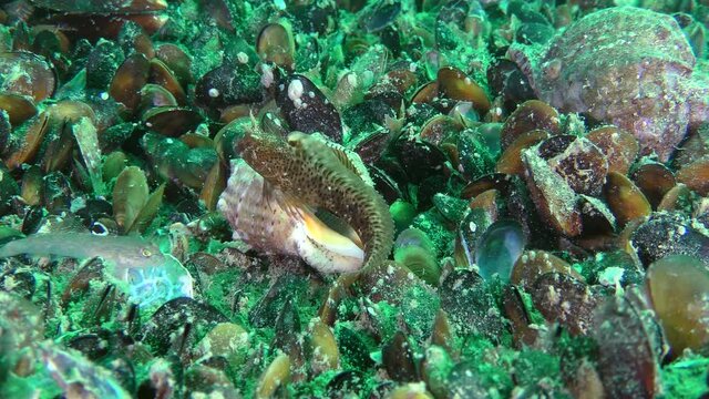 The male Tentacled blenny (Parablennius tentacularis) drives the fish away from the empty shell Veined Rapa Whelk (Rapana venosa), which is its nest.