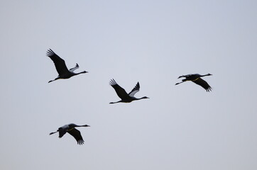 Grues cendrées (Grus grus)
