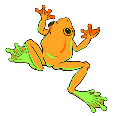 Hand drawn vector of tree frog isolated on white background. Original stock illustration of amphibian.