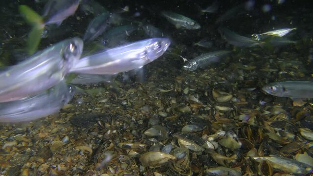 A flock of commercial fish Mediterranean horse mackerel (Trachurus mediterraneus) eats small plankton.