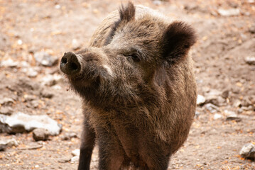 Fototapeta premium junges Wildschwein