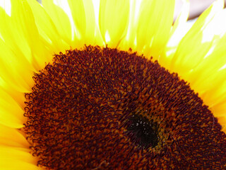 Sonnenblumenblüte mit Tau