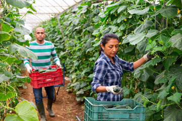 Fototapeta premium Female farmer puts cucumbers in plastic box for sale in the market