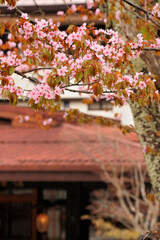 旅館の玄関先に咲く桜