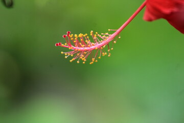 caterpillar on a flower