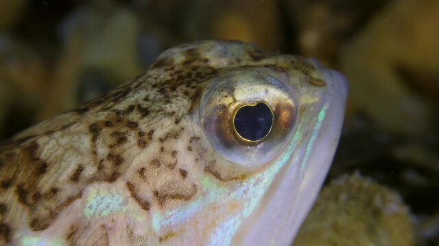 Toxic fish Greater weever (Trachinus draco) actively turns its eyes, extreme close-up.