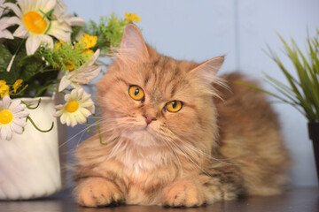 cute fluffy brown persian cat on the table