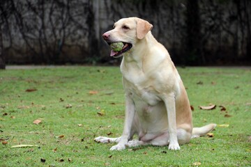 Yellow labrador dog takes resting on yard