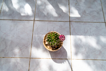 Echinocactus eyriesii Turpin cactus ready to bloom.  Easter Lily Cactus, Sea Urchin Cactus