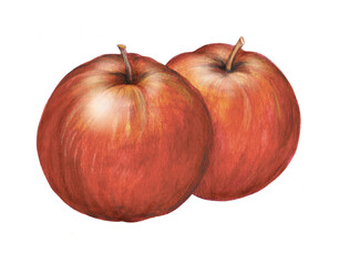 apple, fruit, watercolor hand-drawn drawing of a fruits, isolated illustration on a white background 