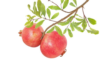 Two pomegranates on branch isolated on white background