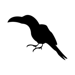 wild toucan bird animal silhouette