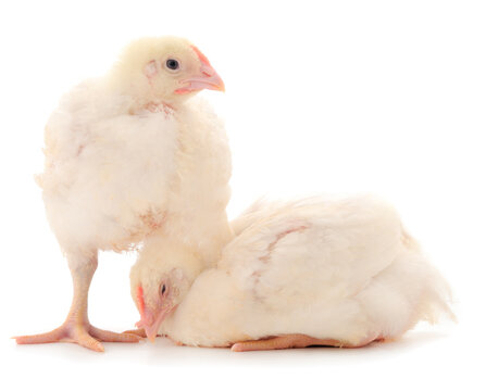 Two chicken or young broiler chickens.