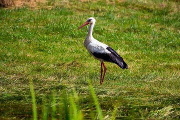 a stork in a field of mowed grass