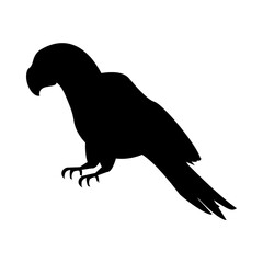 wild exotic macaw bird animal silhouette