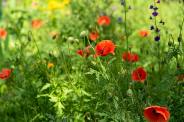 Poppies flowers field in fresh clean green grass lawn, spring or summer eco background with beautiful red poppy meadow on a sunny day