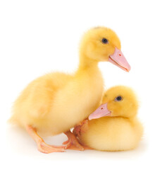 Little cute duckling.