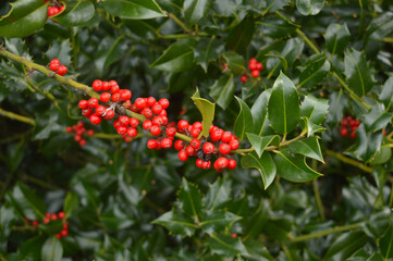 bright red berries on a throny plant