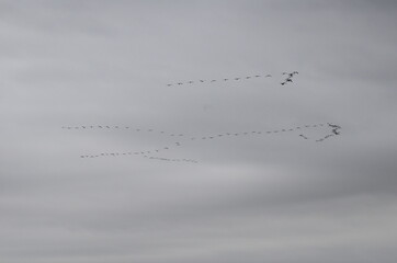 Grues cendrées (Grus grus)