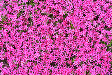 Obraz premium 赤い芝桜の背景