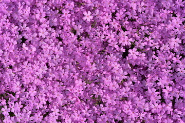 紫の芝桜の背景